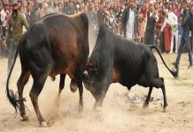 माघे सङ्क्रान्तिमा ३५ हल गोरु जुधाइयो