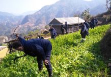 मकवानपुर प्रहरीद्धारा साढे १८ बिगााहा अफिम खेती नष्ट