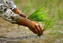 देशभर २७ प्रतिशत धान रोपाइँ