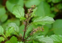 आज हरिशयनी एकादशी : तुलसीको बिरुवा सारिँदै