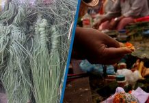 आज कुशे औँसी, पितृ सम्मान दिवस मनाइँदै