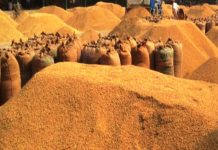 नेपालमा धान उत्पादन पाँच वर्षयताकै कम