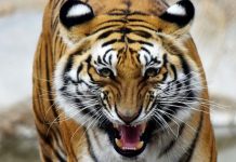 बारामा बाघको आक्रमणबाट महिनामा चार जनाको मृत्यु