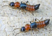 पूर्वी तराईमा ‘नाइरोबी फ्लाइ’ को सङ्क्रमण, कसरी बच्ने ?