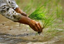 देशभर हालसम्म ९४.१५ प्रतिशत धान रोपाइँ सम्पन्न