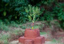 तुलसीको बिरुवा सारेर हरिशयनी एकादशी मनाइँदै