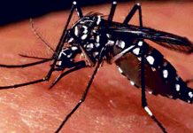 देशभर डेंगु संक्रमित १६ हजार नाघे, १२ जनाको मृत्यु