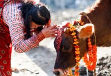 तिहारको तेस्रो दिन आज गाईको पूजा गरी मनाइँदै