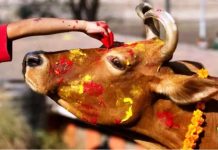 आज गोवर्द्धन पूजा, बलि, गोरु, किसान र हलोको पूजा गरिँदै