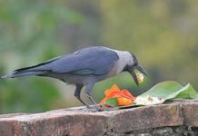 आज काग तिहार मनाइदै