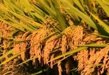 धान उत्पादन करीब साढे ४ प्रतिशतले बृद्धि