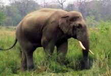 बारामा जंगली हात्तीको आक्रमणबाट एक जनाको मृत्यु