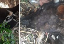 ७६ जिल्लामा लम्की स्किन रोगको महामारी, ६ लाखबढी पशुमा संक्रमण
