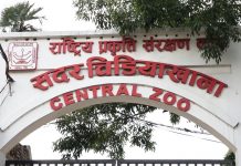 आर्थिक भार थपिएपछि चिडियाखानाका बाघ ‘फास्टिङ’ मा