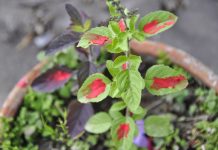 आज हरिबोधिनी एकादशी: तुलसी र दामोदरको विवाह गरी मनाइँदै