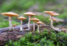 मकवानपुरमा विषालु च्याउ खाँदा ६ जना बिरामी