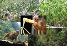 बाँदरले अन्नबालीमा क्षति पुर्याए किसानले राहत पाउने, व्यक्तिलाई घाइते बनाए दुई लाख रुपैयाँसम्म दिइने