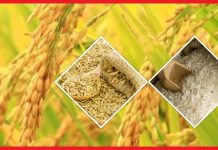सरकारले भारतबाट धान, चामल र चिनी आयात गर्ने