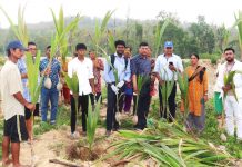 मनहरीमा नदीउकास क्षेत्रमा नरिवल खेती