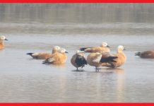 जाडो छल्न नेपाल आइपुगे चरा