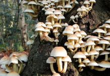 मकवानपुरमा विषालु च्याउ खाएर एक साताभित्र तीनको मृत्यु, १६ बिरामी
