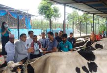 बागमतीमा करीब ७२ हजार गाईभैँसीलाई लम्पी स्किनविरुद्ध खोप लगाइयो