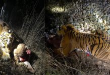 मकवानपुरमा आतंक मच्चाउने बाघ नियन्त्रणमा