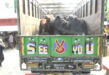 २५ वटा गोरुहरु बोकेको ट्रक पशु सेवा कार्यालय मकवानपुरको नियन्त्रणमा