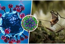 नेपाल निपाह भाइरसको उच्च जोखिममा, यसरी जोगिऔं