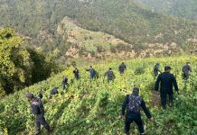 मकवानपुरमा १४ विगाह क्षेत्रफलमा लगाइएको गाँजा र अफिम खेती नष्ट